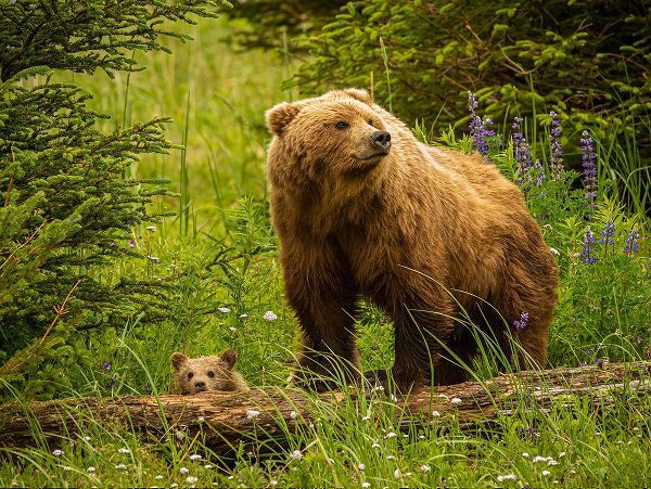 Theodore, George and Marilu 아티스트의 USA-Alaska-Female grizzly bear and cub작품입니다.